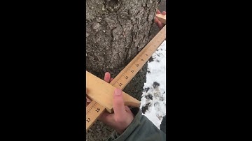 Measuring the Diameter of a Tree