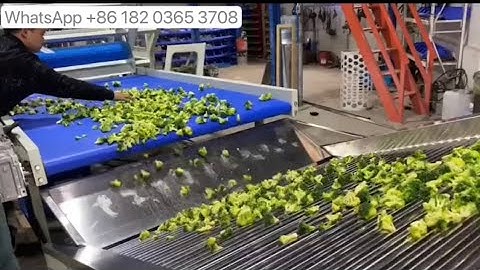 🥦Cauliflower Grading Machine Cauliflower Process Machine Washing Blanching Sorting Freezing