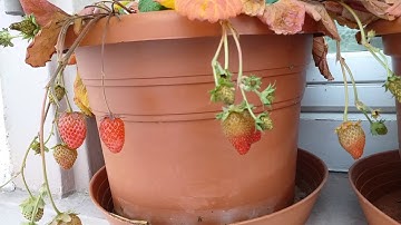 # 47.  Mùa đông tuyết rơi ở Đức.  9.2.2021