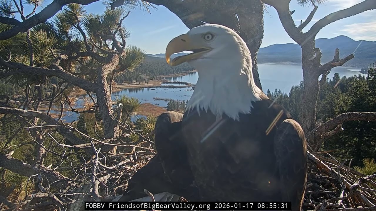 Big Bear Bald Eagle 17.01.2026 