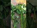 Rose ke cuttings lagane ka tarika #gardening #shortsfeed