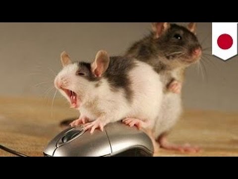 Мыши-девственники предпочитают боевики эротике - YouTube
