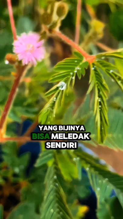Ada biji yang bisa meledak 💥💥