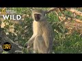 Safari Live - Day 290 | Nat Geo Wild