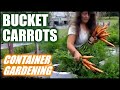 Growing Carrots In Buckets | Container Gardening