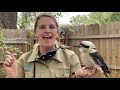 Keeper Corner: Laughing Kookaburra