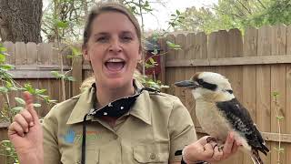 Keeper Corner: Laughing Kookaburra
