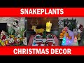 Sansevieria Christmas Decor / Created my Christmas Decor with Snake Plants