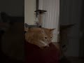 Bouncing Cat Day 3