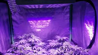 HSO HUMBOLDT SEEDS ORGANIZATION WEEK 5 VEG CHOCOLATE MINT OG LST SUPER CROPPING