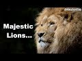 Leones Majestuosos - Majestics Lions TRIBUTE