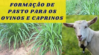 Pastagens para caprinos e ovinos