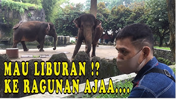 KEBUN BINATANG RAGUNAN I ZOO I TAMAN MARGASATWA RAGUNAN JAKARTA PART 1