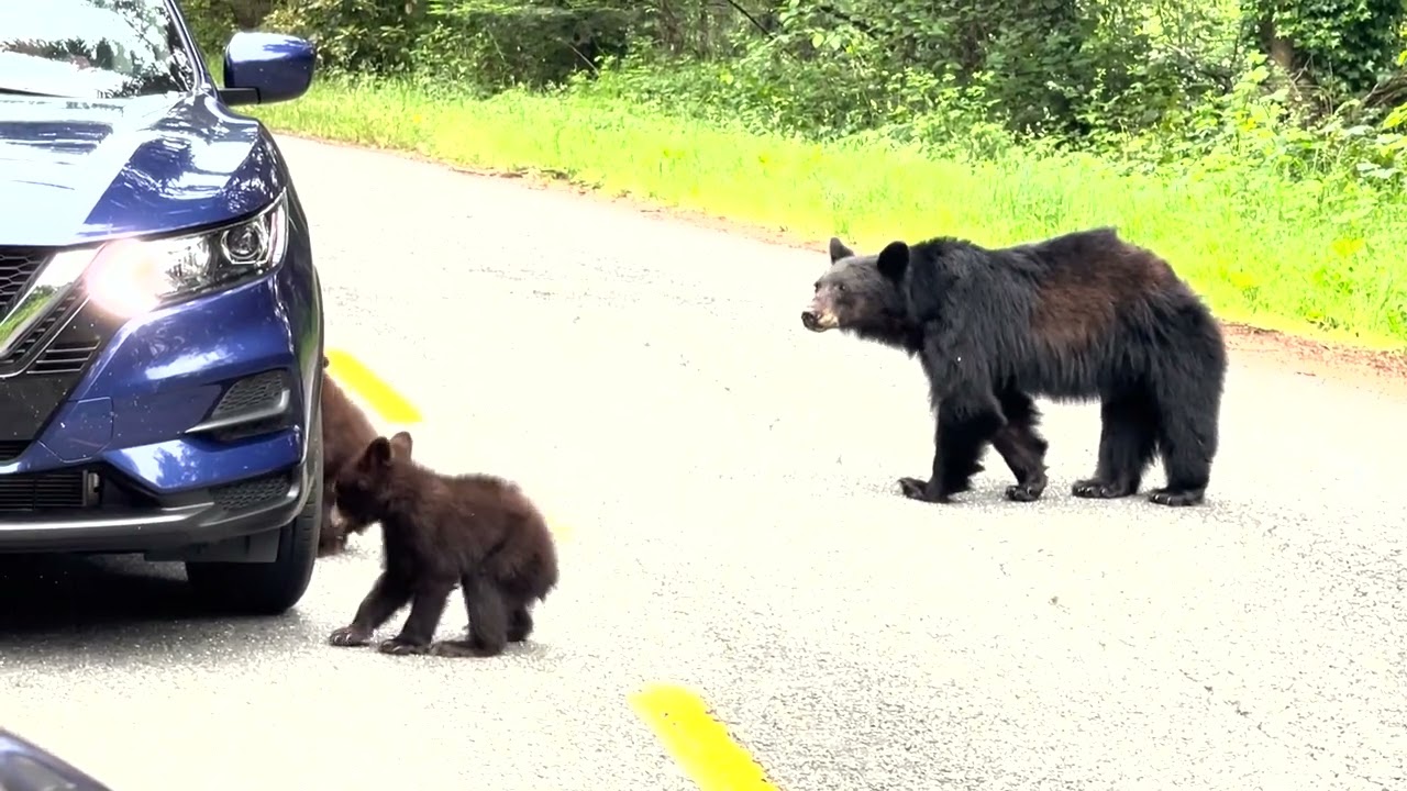 Curious Bears Check Out Car in Northern California ViralHog YouTube