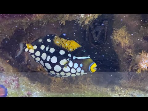Week 3 update on the clown trigger fish what’s chunk! [#57]
