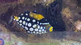Week 3 update on the clown trigger fish what’s chunk! [#57]