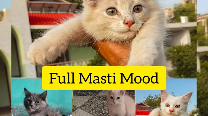 Video 3178661: persian cat kitten pet, persian kitten fighting cats, persian cat fun, beautiful pets