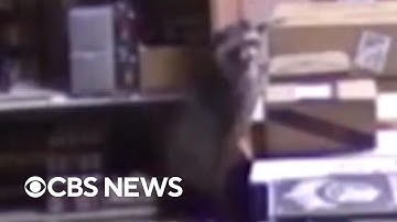New video of drunken raccoon that passed out in Virginia liquor store