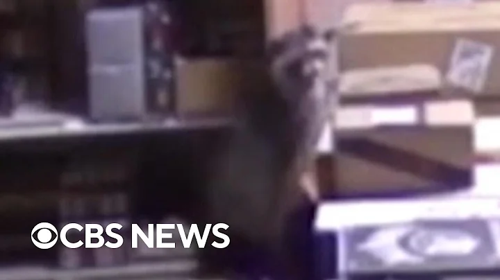 New video of drunken raccoon that passed out in Virginia liquor store
