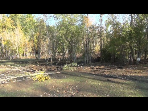 live streaming rmc sport Pulling Trees for the duck pond... Live Stream #1