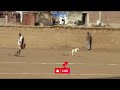 Greyhound Racing Dogs | Super Speed Track race Dogs / Coursing Dogs Pakistan #tazidog
