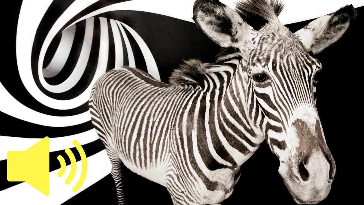 Animal Sounds (Zebra) Zebra Sound Effects YouTube