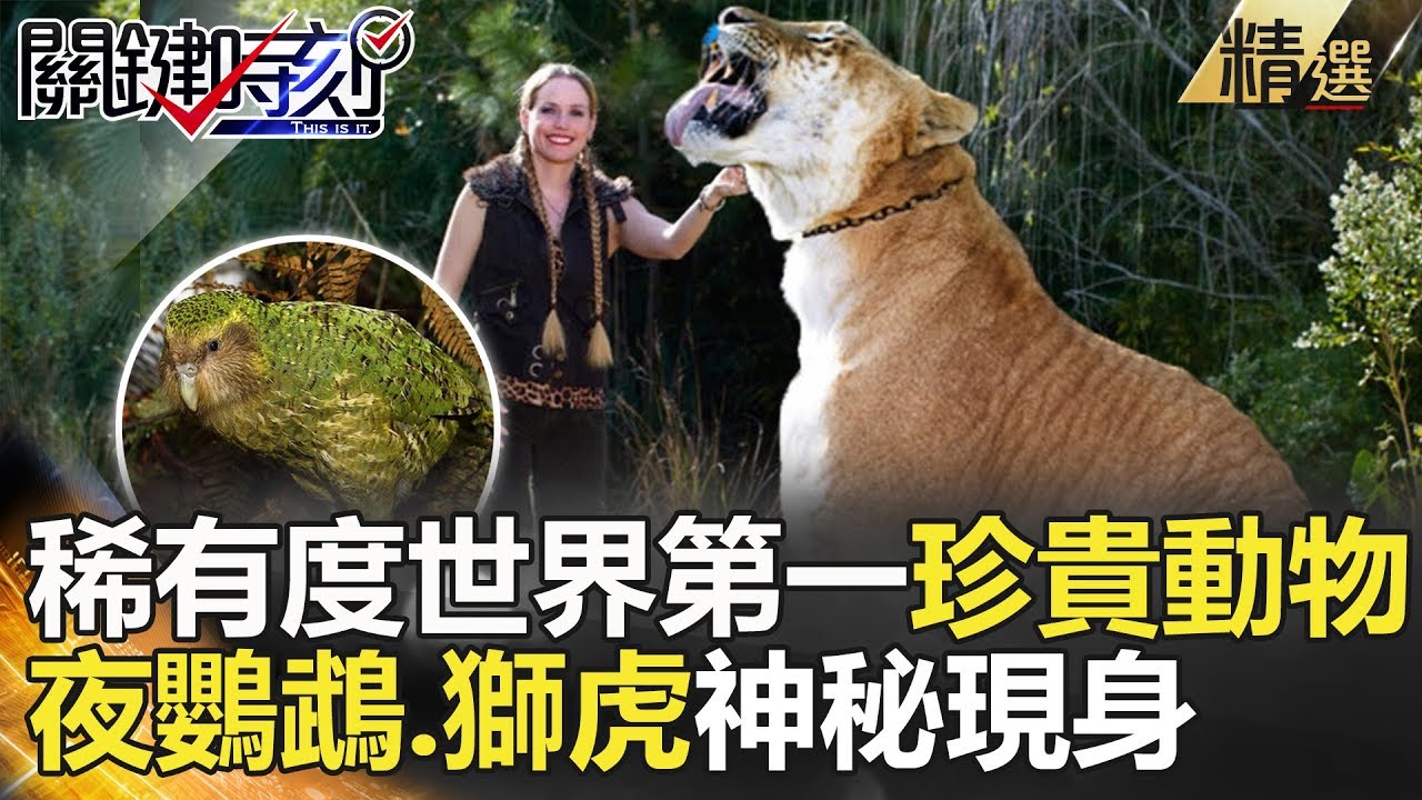 稀有度世界第一珍貴動物夜鸚鵡 獅虎神秘現身 關鍵時刻精選朱學恒黃世聰馬西屏黃創夏眭澔平陳耀寬 Youtube