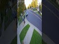 Labrador to the Rescue! Runaway stroller gently pulled back as cars slow—everyone safe#baby