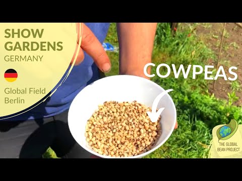 Cowpeas! (May) - Global Field Berlin 🇩🇪 #3 | Global Bean Show Gardens