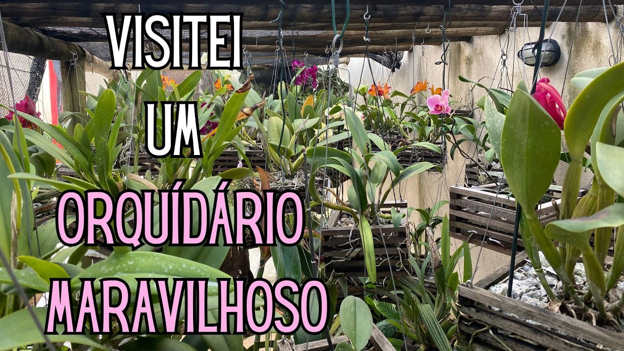 ORQUÍDEAS: Visitei um ORQUIDÁRIO maravilhoso e fiquei ENCANTADA