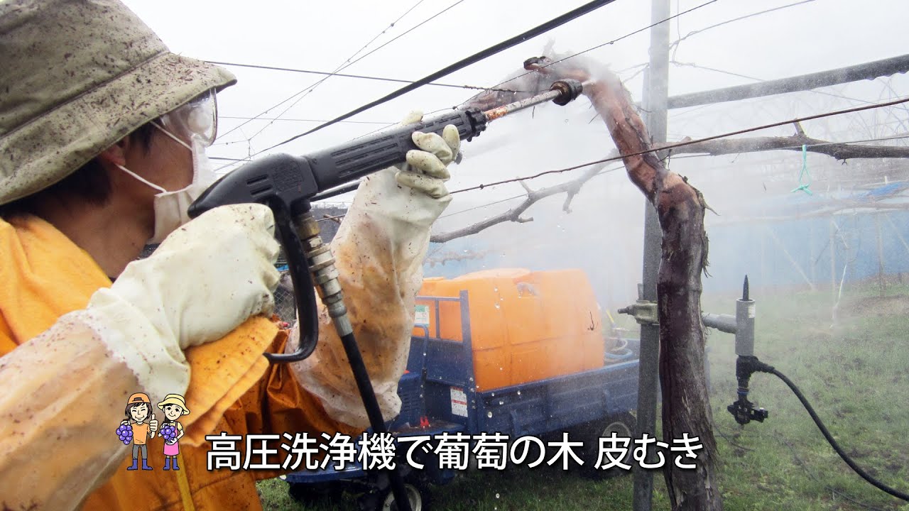 葡萄の木 皮むき 高圧洗浄機 15 季来里ふぁーむ すずき 長野県 Youtube
