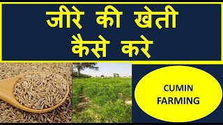 जीरे की खेती कैसे करें, secret of cumin crop, cumin farming, jira,jira ki vegyanik kheti kaise kre