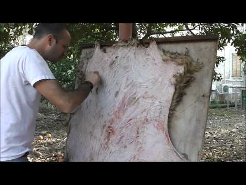 עיבוד עור כבש