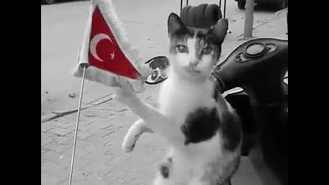 Watch the video about Turkish Speaking Funny Cats (Subtitle). #3