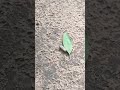 Cerels and pulses worm european chafer caterpillar #shorts #worms  #viral