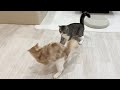 猫たちの夜中の運動会が激しすぎて家の中が大変なことになりました…