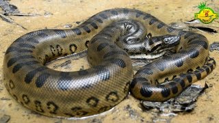 Top 5 Biggest Snake Species In The World