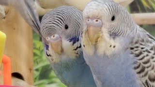 Parakeets/Budgies playing and preening in the Bird Store