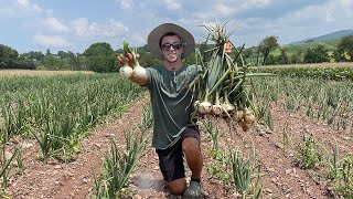 My First Onion Harvest