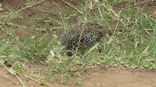 Clapperton&#39;s Francolin