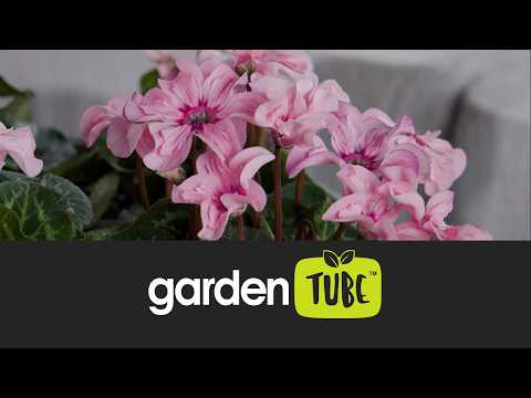 3 Plants to Gift Mum This Mother’s Day