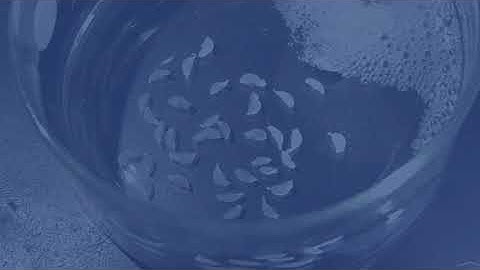Neuroservice - Multi Electrode Array - Macroscopic view of neuronal networks