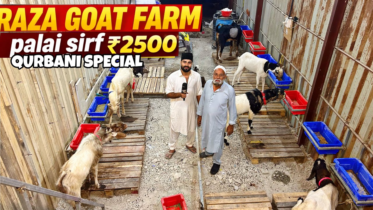 SUPER PALAI SIRF ₹2500 MEIN AUR 100% WEIGHT GAIN KI GURANTEE AT RAZA GOAT FARM MUMBRA 
