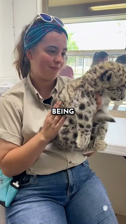 baby snow leopard