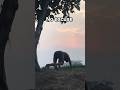 #shortvideo #motivation