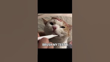 WAKE UP IN THE MORNING FEELING LIKE P. DIDDY 🙀🙀🙀  #cat #catshorts #cute #funny #diddy  #kitten #cats