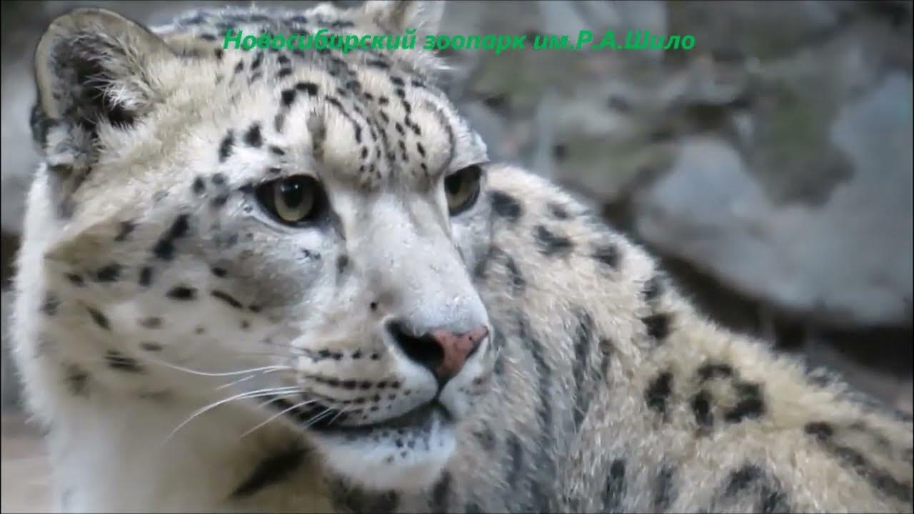 Снежный барс новосибирский зоопарк Снежный барс новосибирский зоопарк