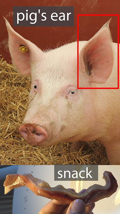 Country that eats pig’s ears as a snack 😲 🐷#pig #snack #snacks #healthysnacks #pork