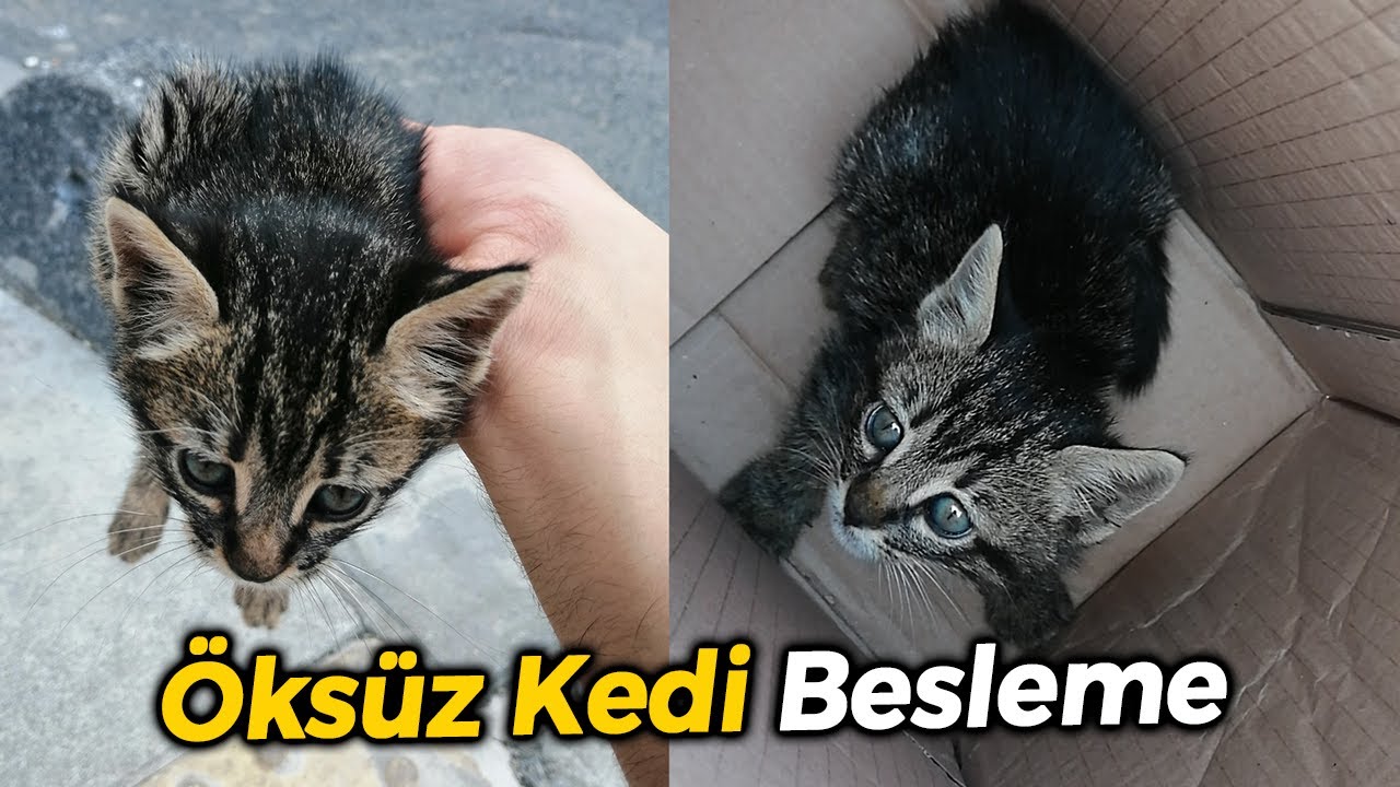 Annesi Olmayan Yavru Kedi Nasil Beslenir Oksuz Bebek Kedi Bakimi Kedi Sut Tozu Nedir Youtube