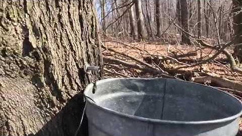 Sap Bucket Pings